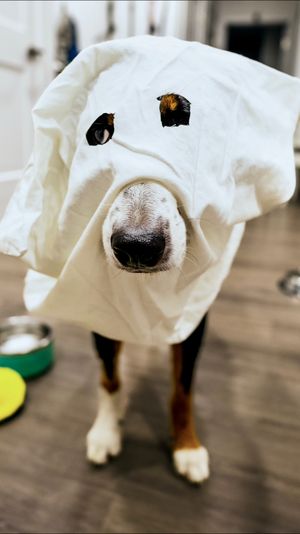 Video post by @mikeytrahan on TikTok