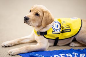 Image post by @hofstrau on Instagram