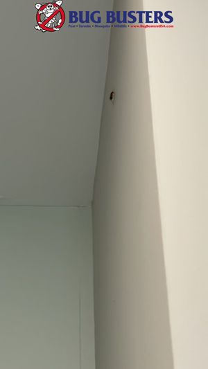 Video post by @bugbustersusa on TikTok