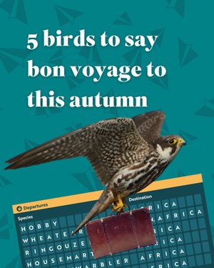 Image post by @rspb on Instagram