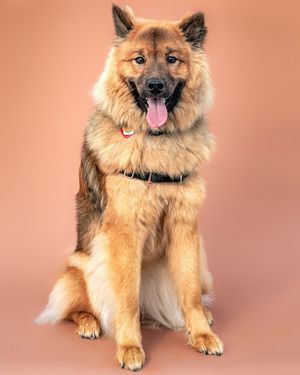 Image post by @tsukitheeurasier on Instagram