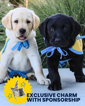 Image post by @canineorg on Instagram