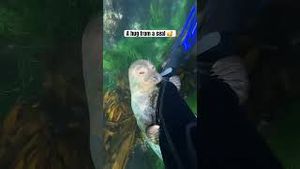 Video post by @gopro on YouTube