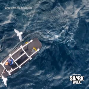 Video post by @sharkweek on Facebook