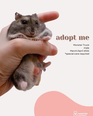 Image post by @hamstersociety.sg on Instagram