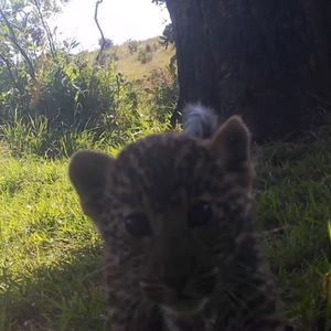 Image post by @sandiegozoo on Instagram