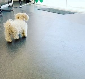 Image post by @vetconejero on Instagram
