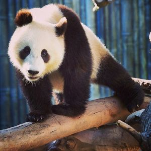 Image post by @sandiegozoo on Instagram