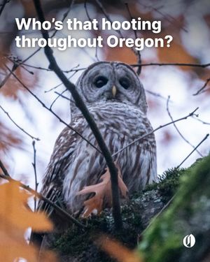 Image post by @theoregonian on Instagram