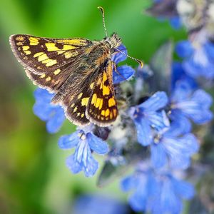 Image post by @rspb on Instagram