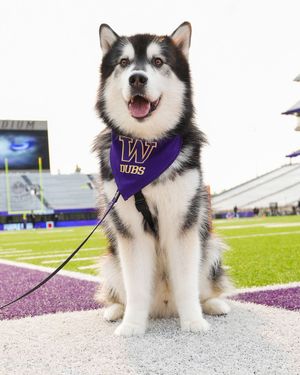 Image post by @dubs_uw on Instagram