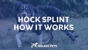 Video post by @walkinpets on YouTube