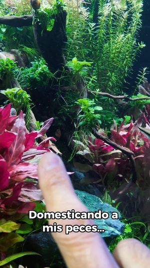 Video post by @aqualupi on Instagram