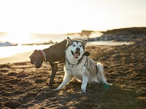 Image post by @triumphpetfood on Instagram