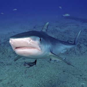 Image post by @animalplanet on Instagram