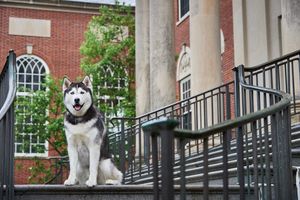Image post by @UConn on Twitter