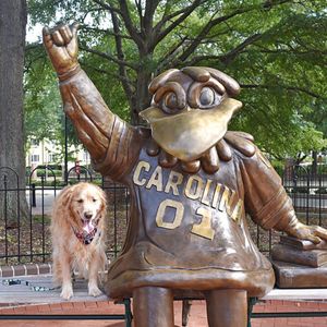 Image post by @uofsc on Instagram
