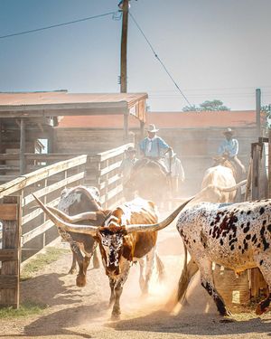 Image post by @visitfortworth on Instagram