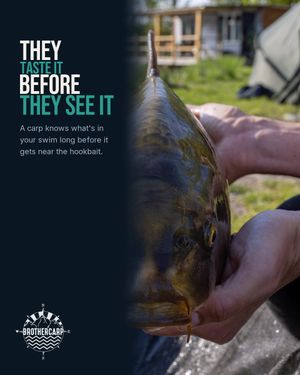 Image post by @brothercarp on Instagram
