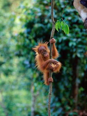 Image post by @animalplanet on Instagram