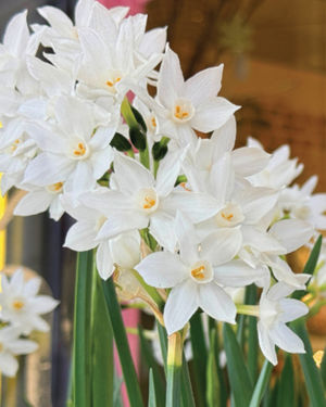 Image post by @ahs_gardening on Instagram