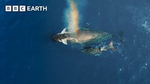 Video post by @bbcearth on YouTube