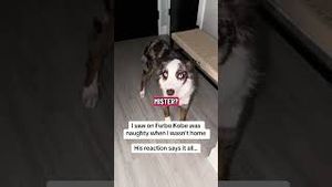 Video post by @randysilvertv on YouTube