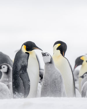 Image post by @white.desert.antarctica on Instagram