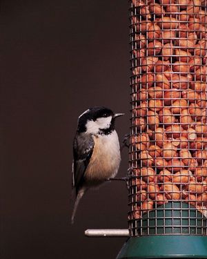 Image post by @rspb on Instagram