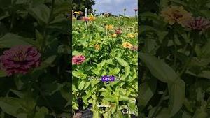 Video post by @newsday on YouTube