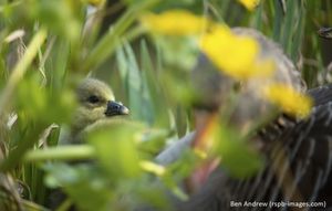 Image post by @rspb on Instagram