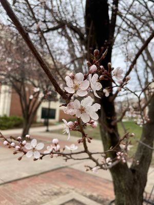Image post by @WichitaState on Twitter