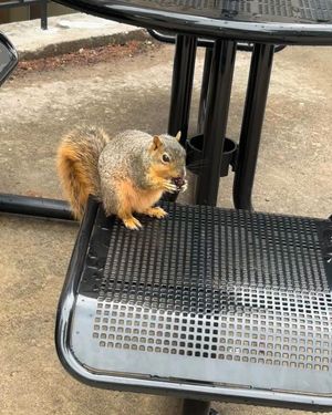 Image post by @squirrels.mizzou on Instagram