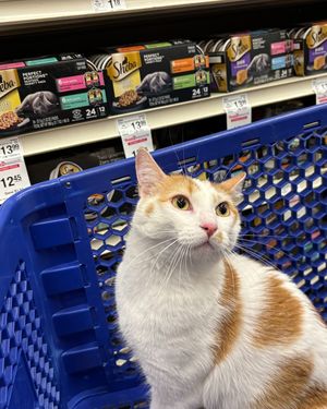 Image post by @petsmart on Instagram