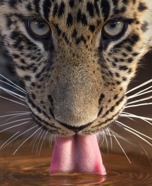 Image post by @sandiegozoo on Instagram