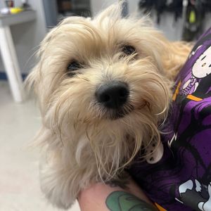 Image post by @spokhumanesoc on Instagram