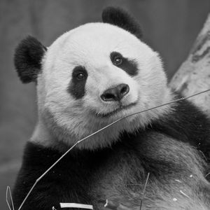 Image post by @sandiegozoo on Instagram
