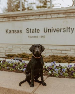 Image post by @kansasstateuniversity on Instagram
