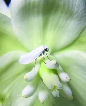 Image post by @ahs_gardening on Instagram