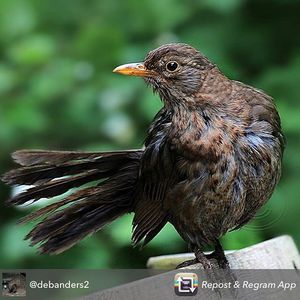 Image post by @rspb on Instagram