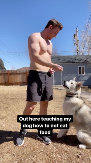 Video post by @hugo_themalamute on Instagram