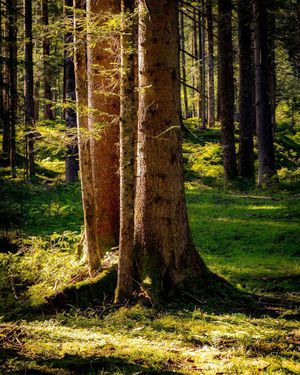 Image post by @cristan.nature.photography on Instagram