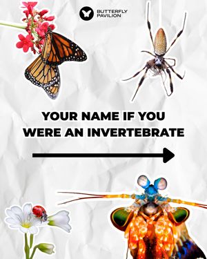 Image post by @butterflypavilion on Instagram