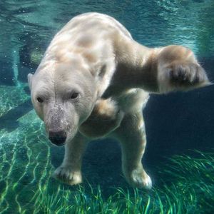 Image post by @sandiegozoo on Instagram