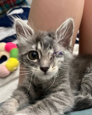 Image post by @spokhumanesoc on Instagram