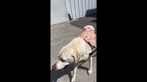 Video post by @abc on YouTube
