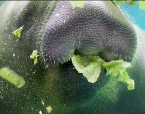 Image post by @zootampa on Instagram