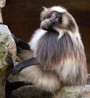 Image post by @sandiegozoo on Instagram