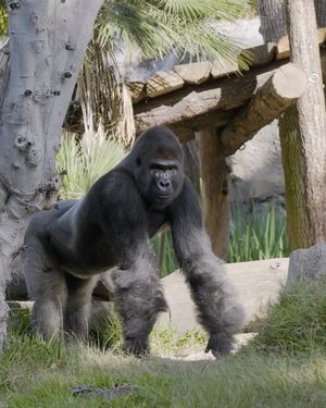 Image post by @sandiegozoo on Instagram