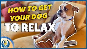 Video post by @dogsthat on YouTube